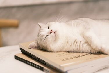 Slapende Munchkin kat
