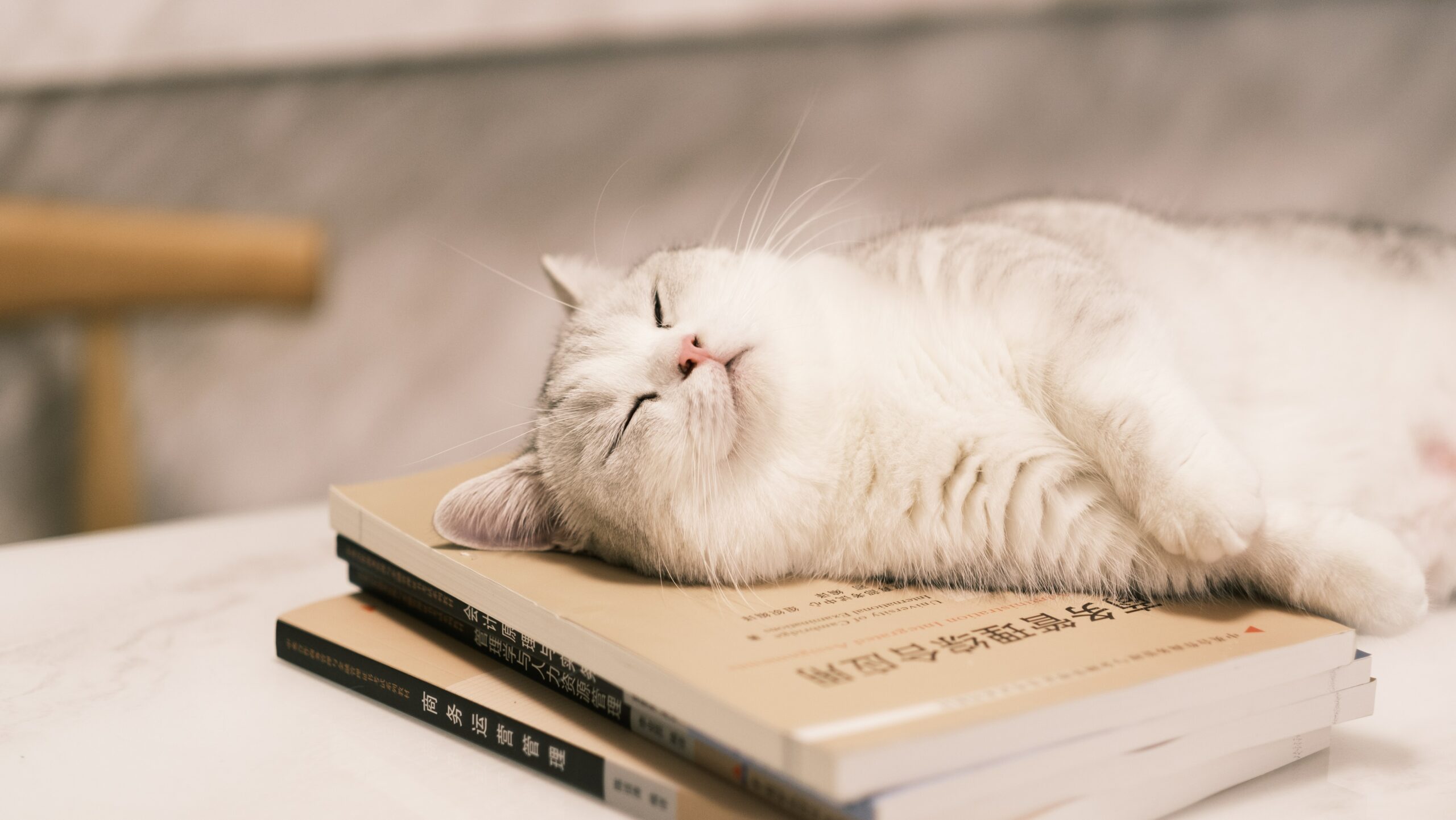 white sleeping cat on some books