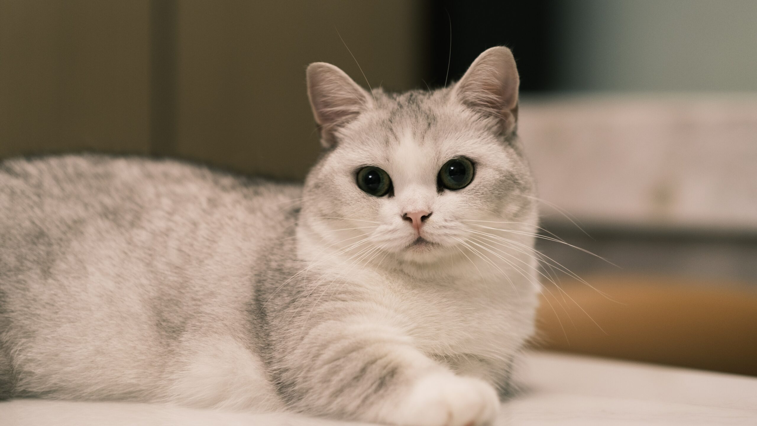 Munchkin looking at the camera