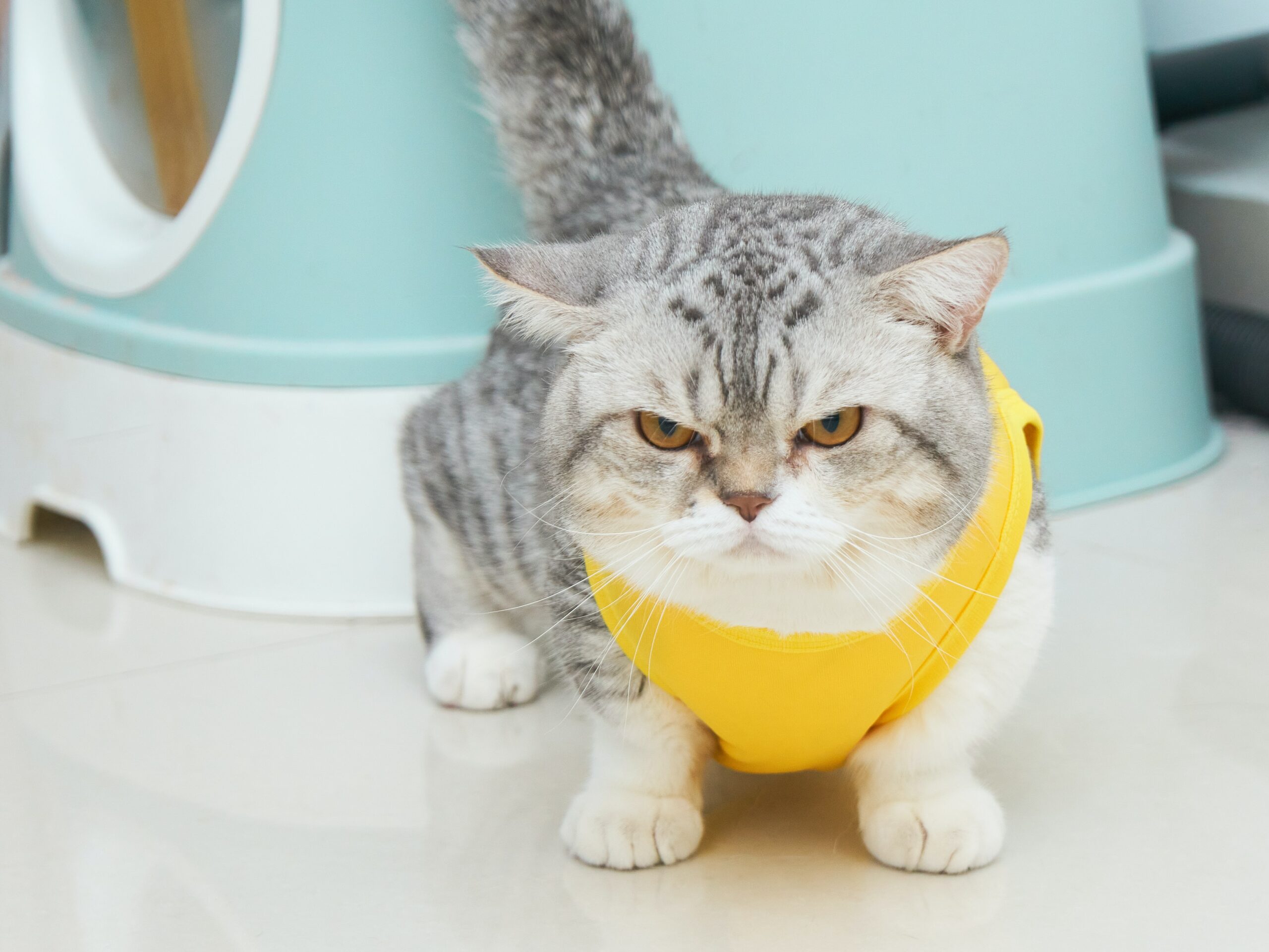 Angry looking Munchkin cat with a yellow vest