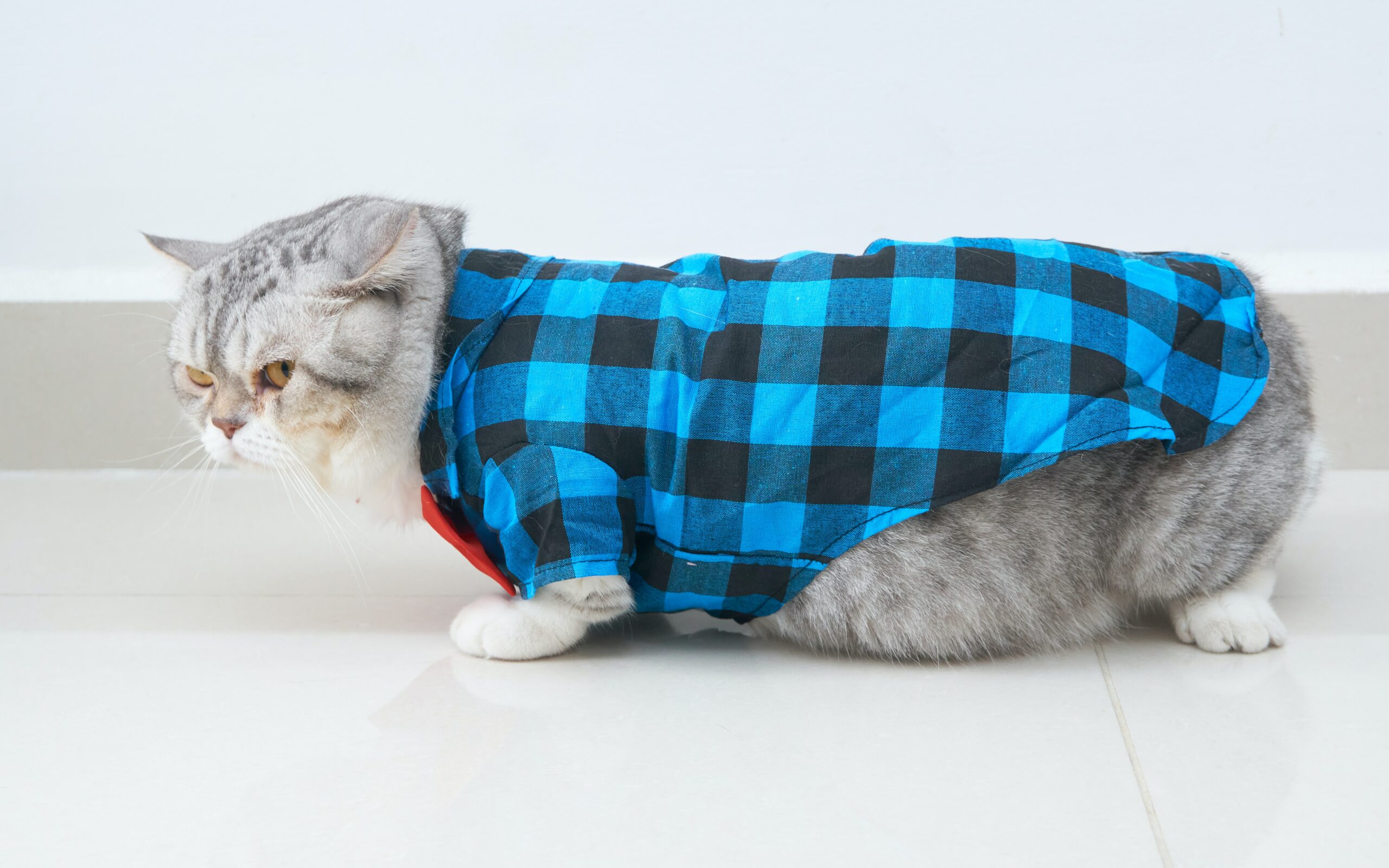 Angry looking Munchkin cat with a blue checkered vest