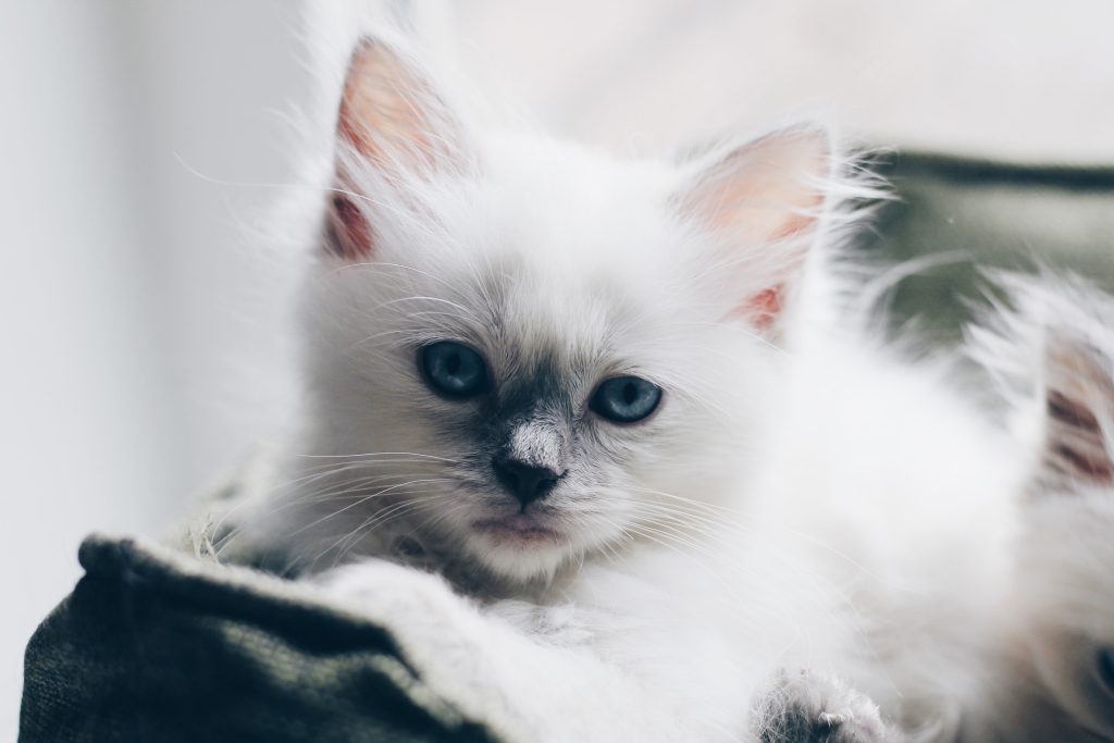 Ragamuffin kitten