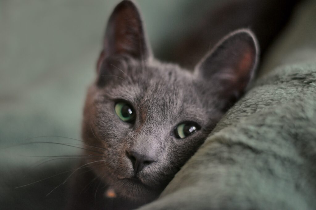 Russian Blue relaxing