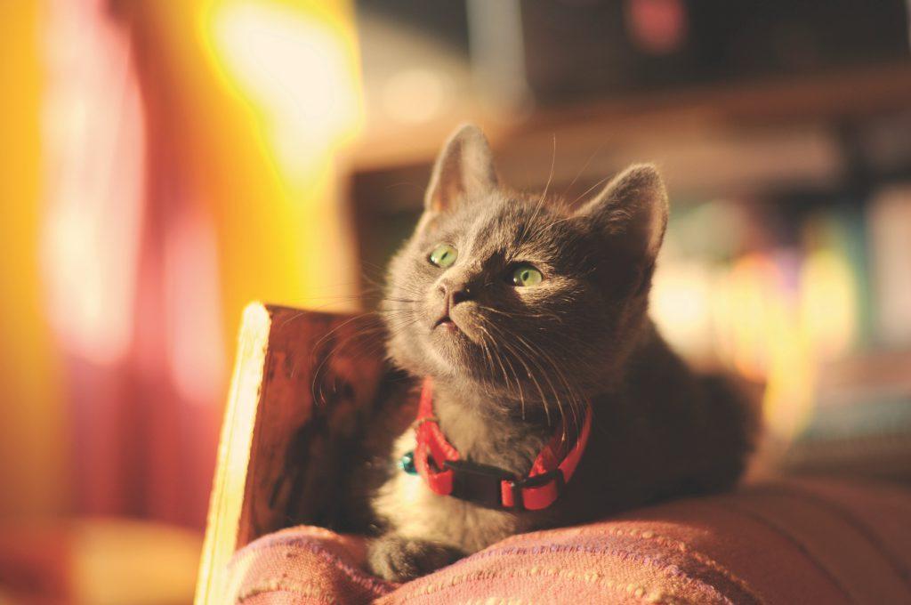 Russian Blue kitten in beautiful light