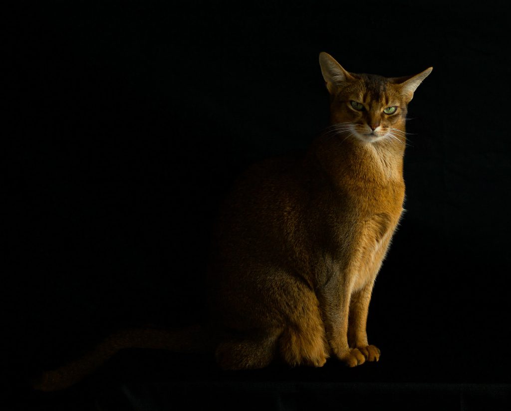 tough-looking abyssinian in the dark