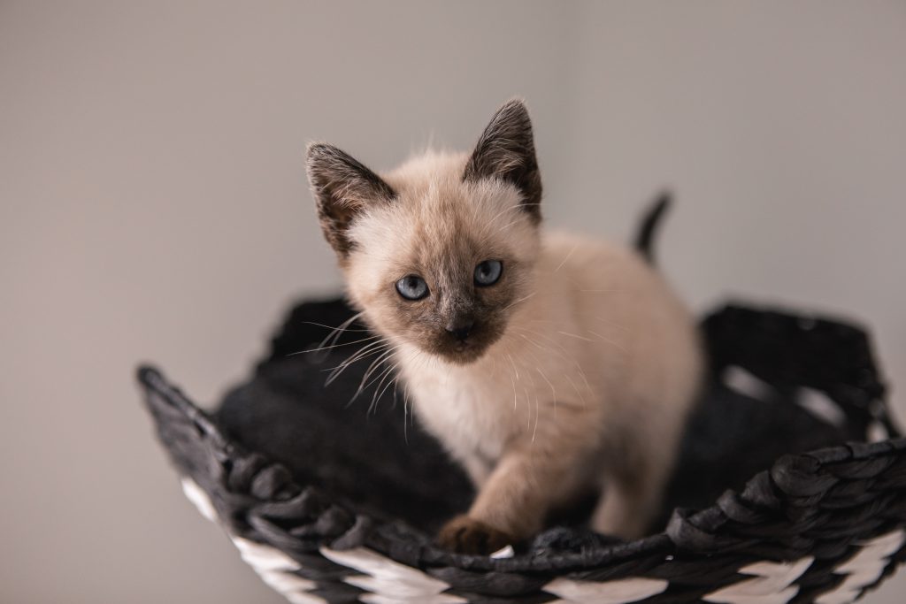 Adorable kitten looking at the camera, standing in a basket 
