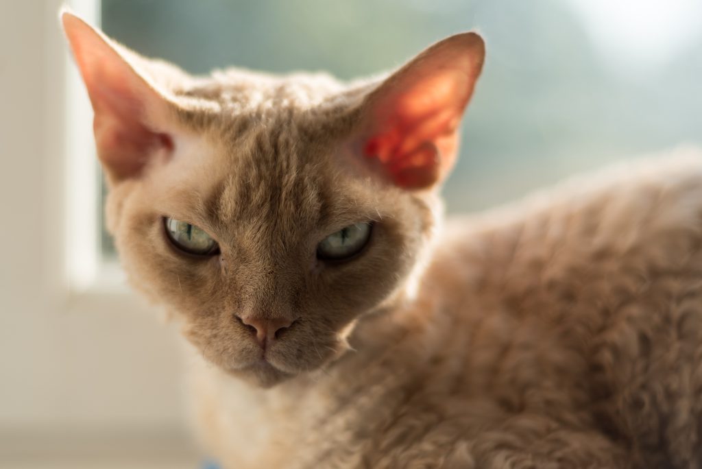 Devon rex with light green eyes