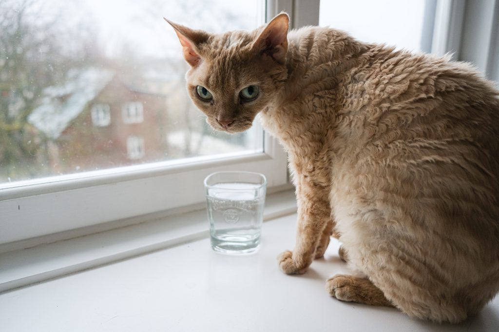 Devon rex at the window