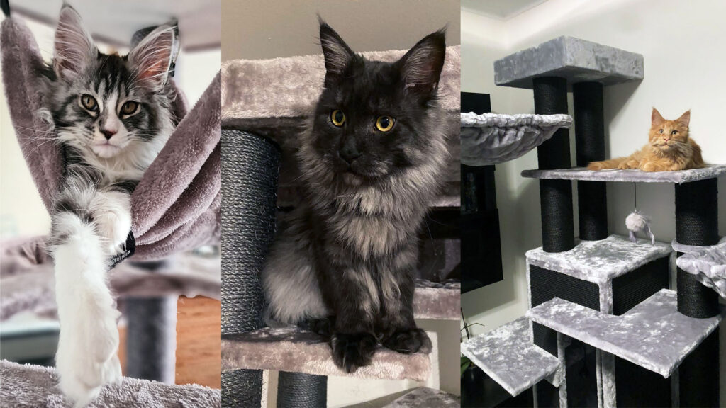 Three maine coons in Petrebels cat trees
