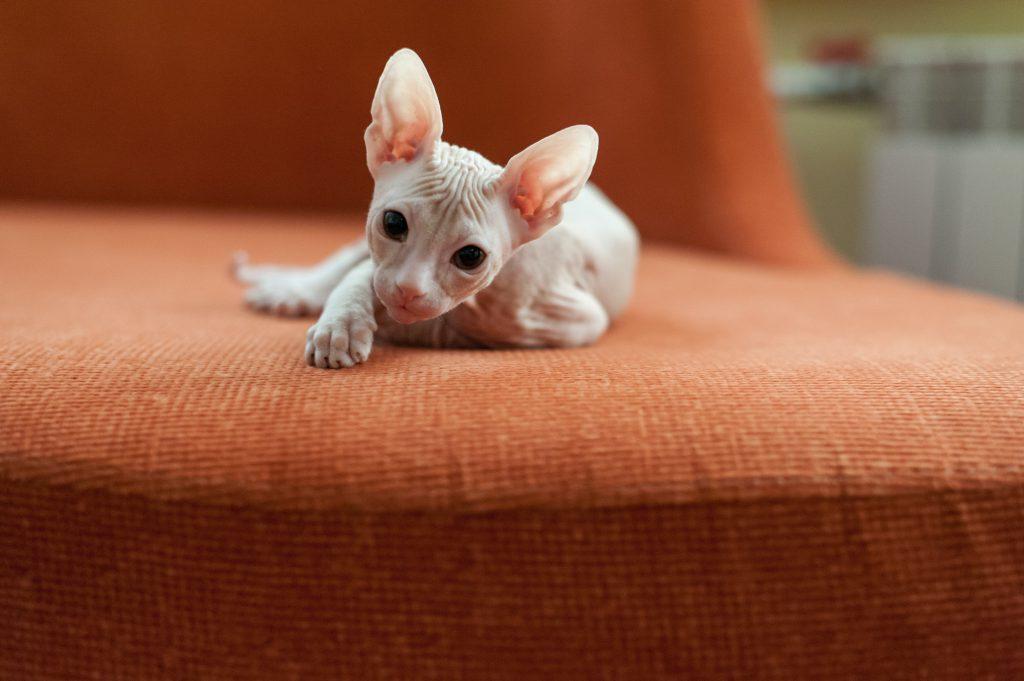 white Sphynx kitten on an orange sofa