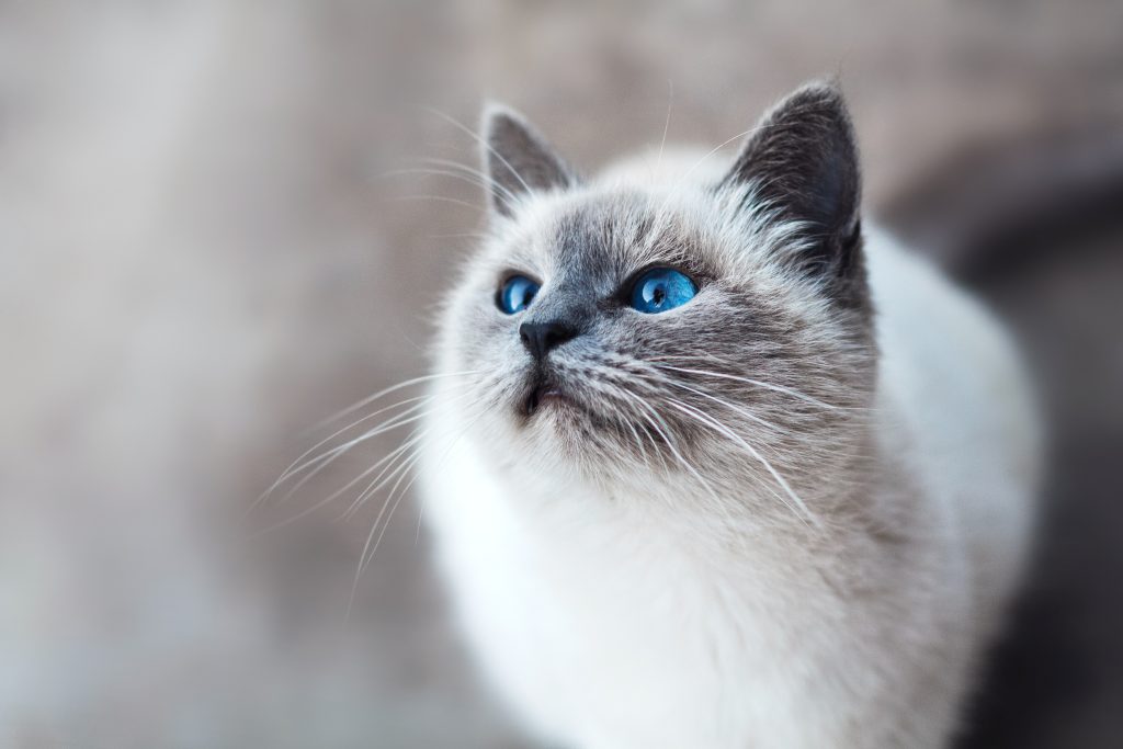 Sacred Birman looking up