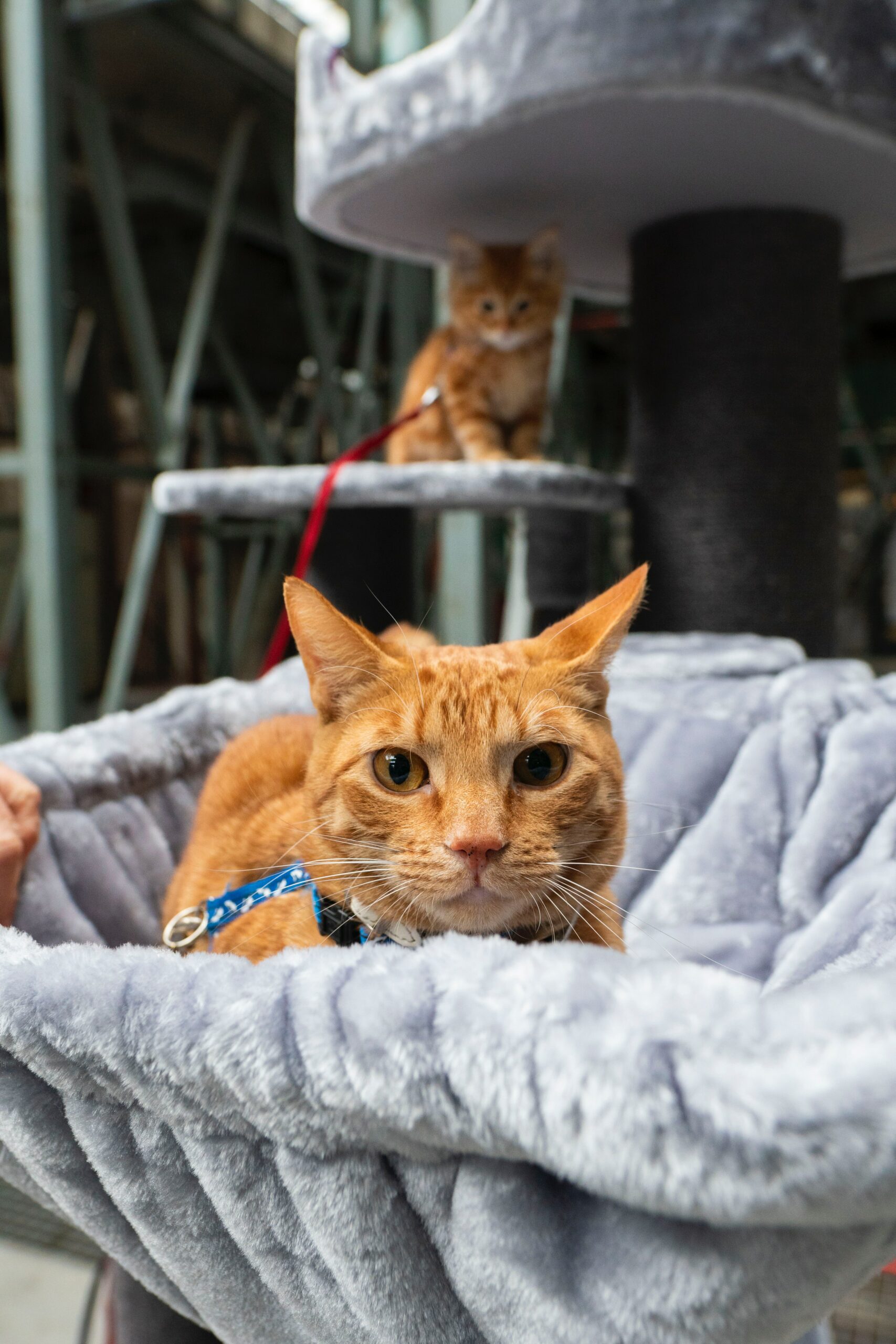 Zoomies cats' crazy five minutes Petrebels Blog