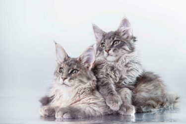 Two beautiful Maine Coons