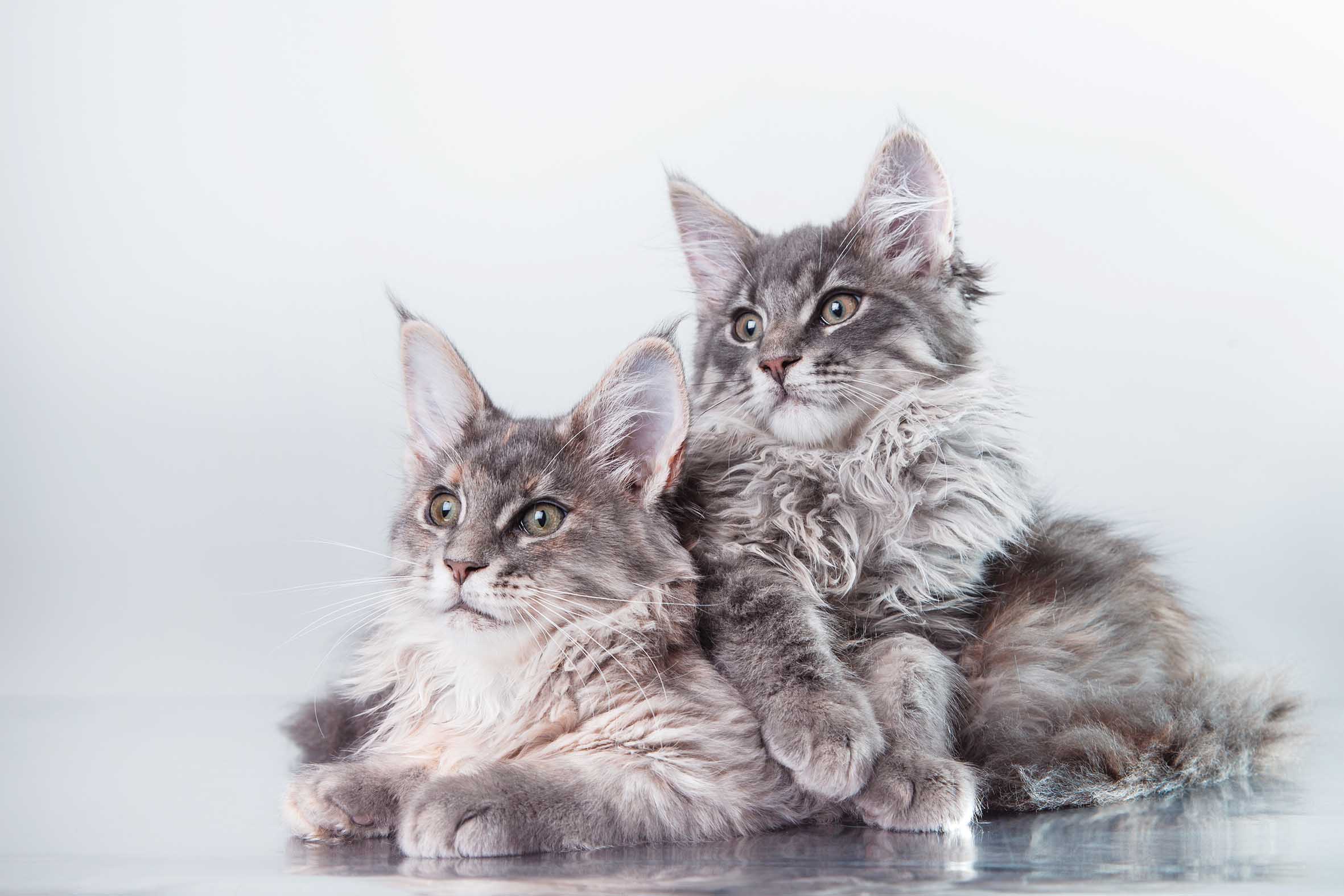 Maine Coon XXL Kittens for Sale