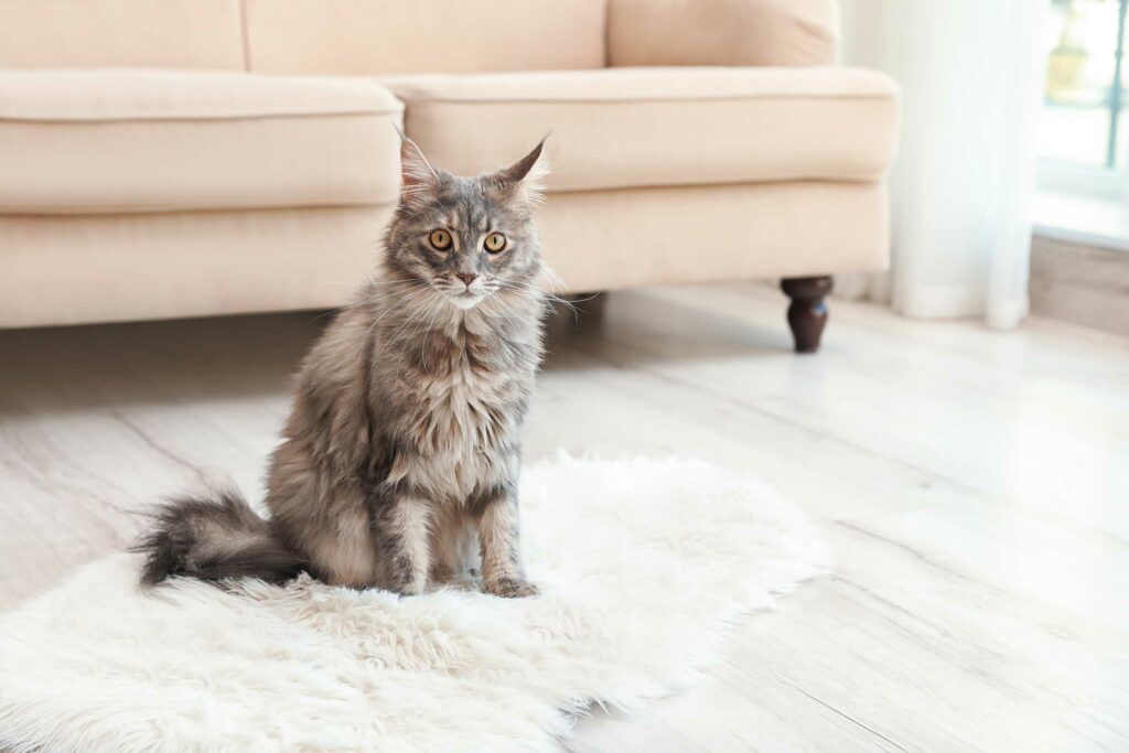 Grey maine coon in living room