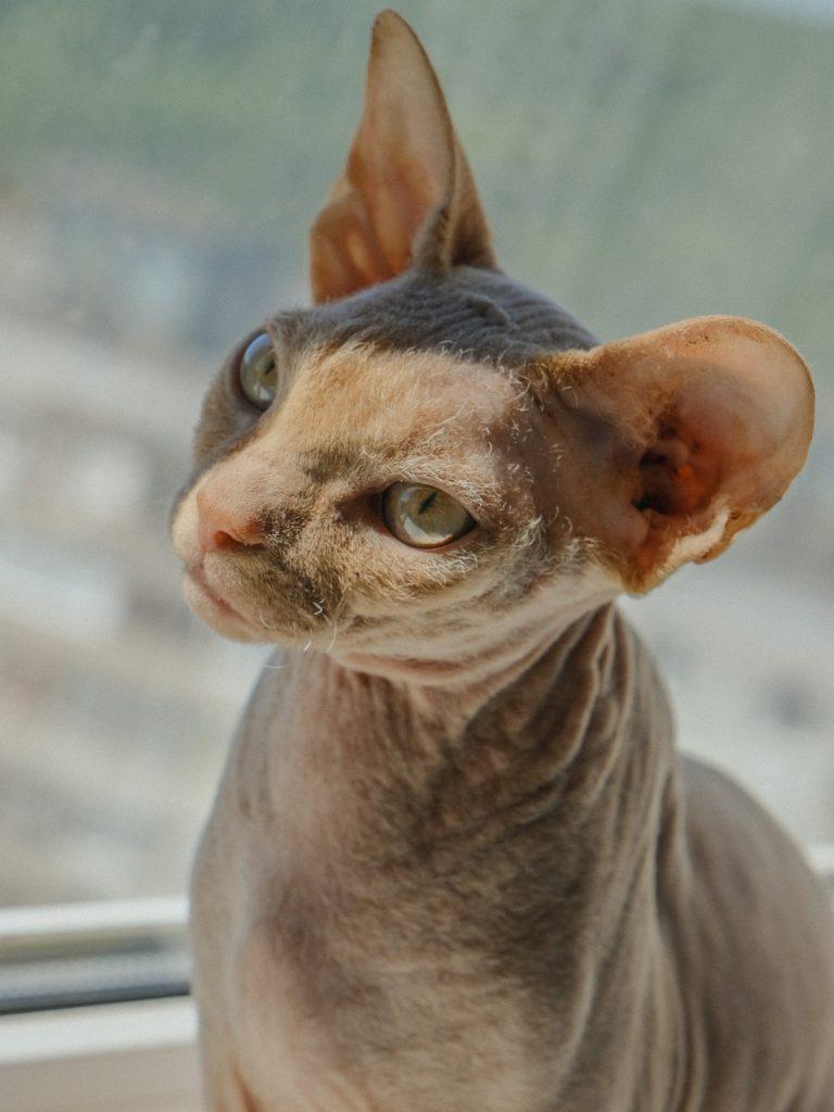 Sphynx cat with peach-fur and green eyes