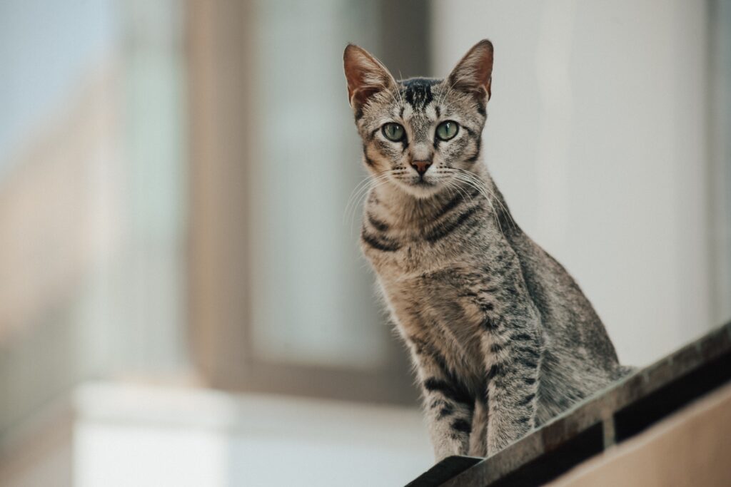 Egyptian Mau on balcony