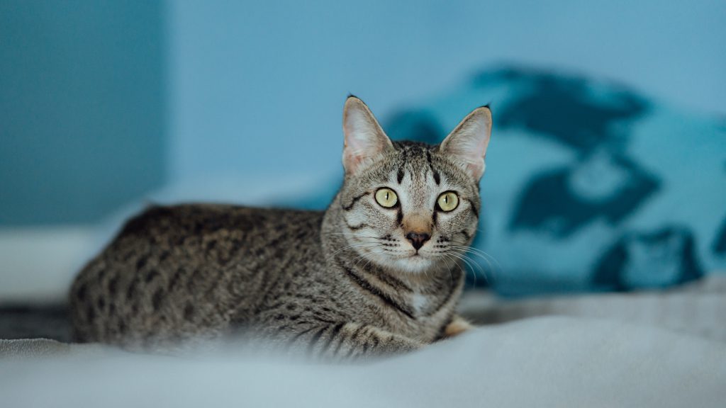 Egyptian Mau with blue background