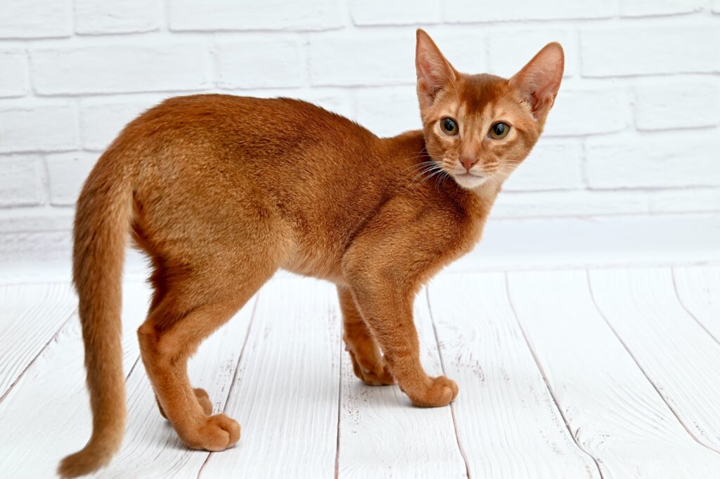 Orange Abyssinian with golden eyes on a white background
