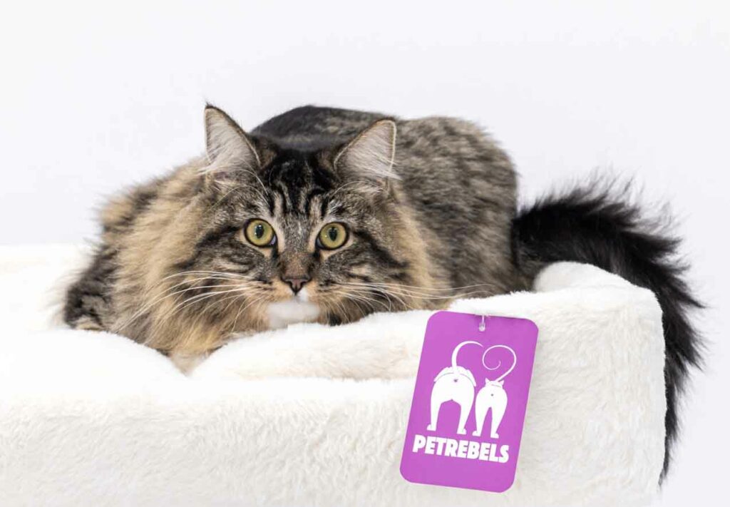 Norwegian forest cat looking in the camera while laying down on a soft white Petrebels cushion