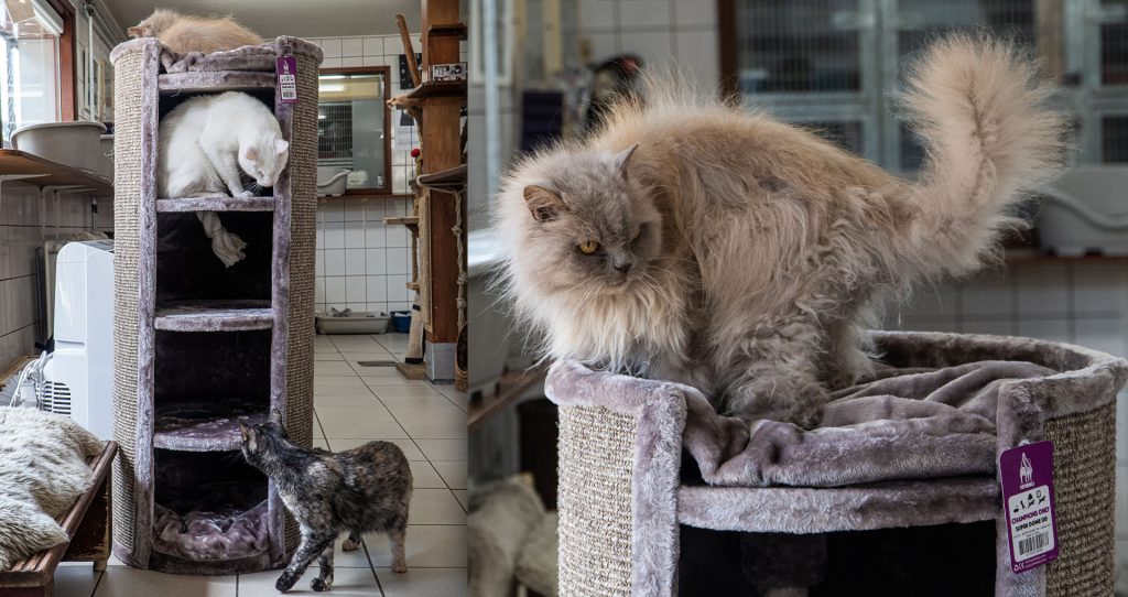 Cats on the Petrebels scratching post Superdome 120