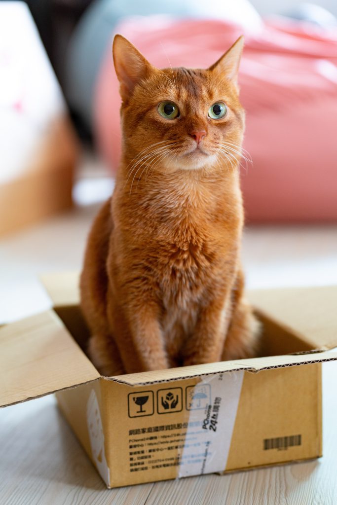 abyssinian in box