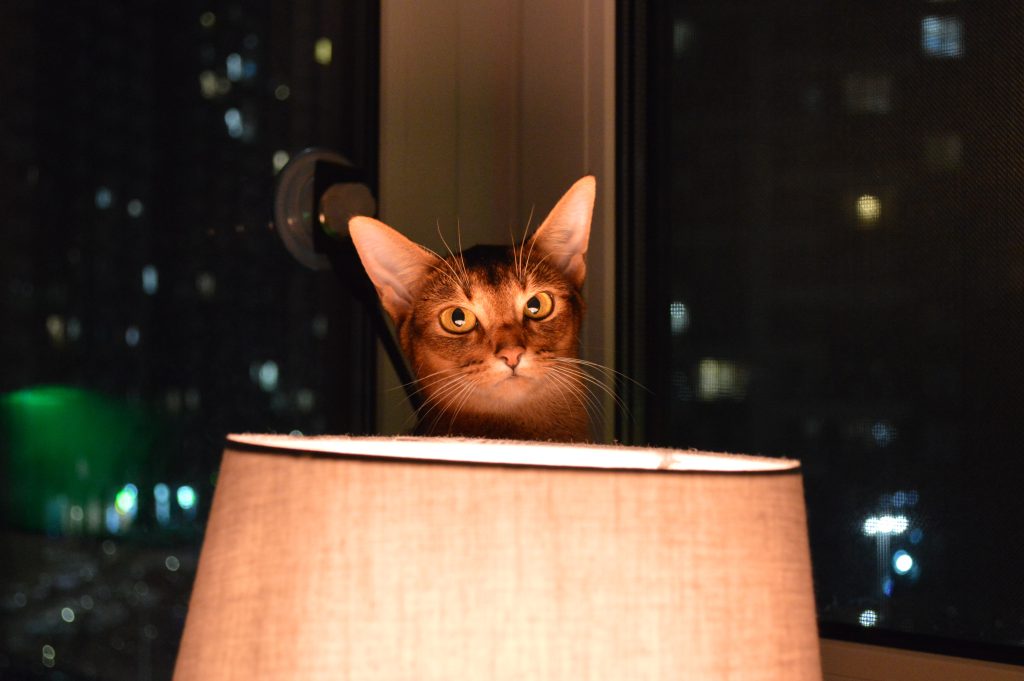 Abyssinian behind a lampshade in the dark