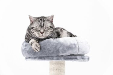 British shorthair on petrebels cat tree