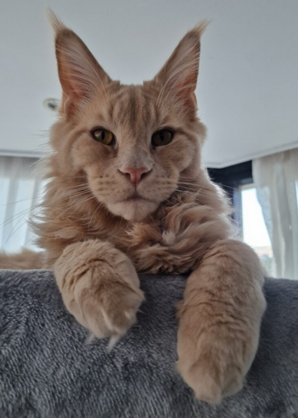 Solemn-looking Maine Coon