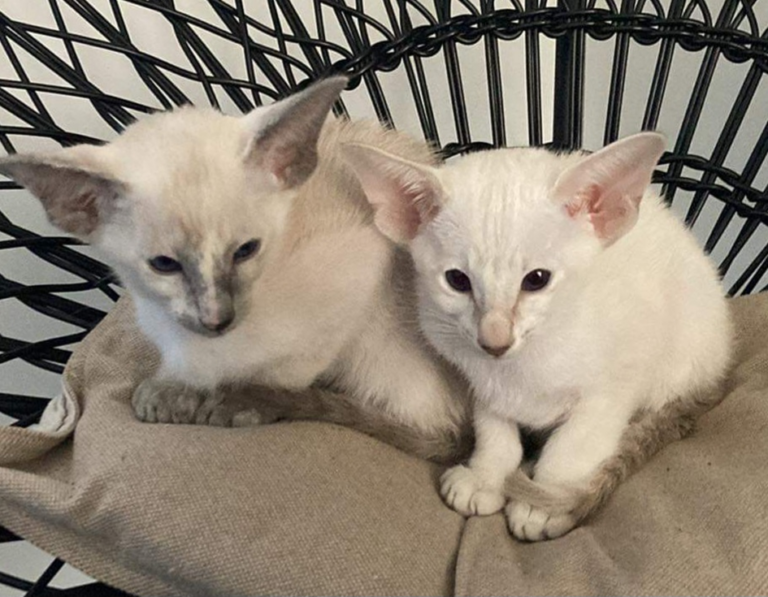 Two Siamese cats named Pipke and Sofie owned by Ellen