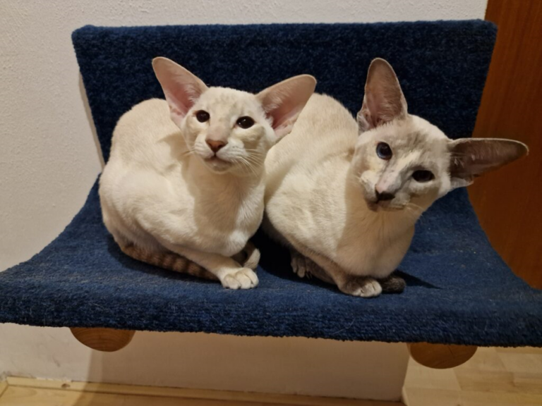 Two Siamese cats on a resting spot