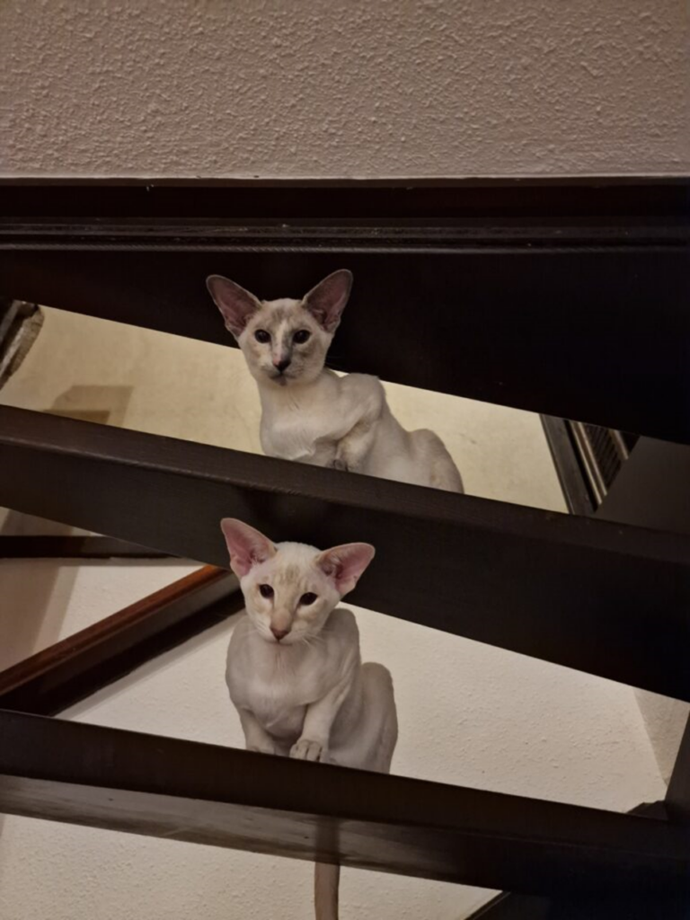 Two Siamese cats on a staircase