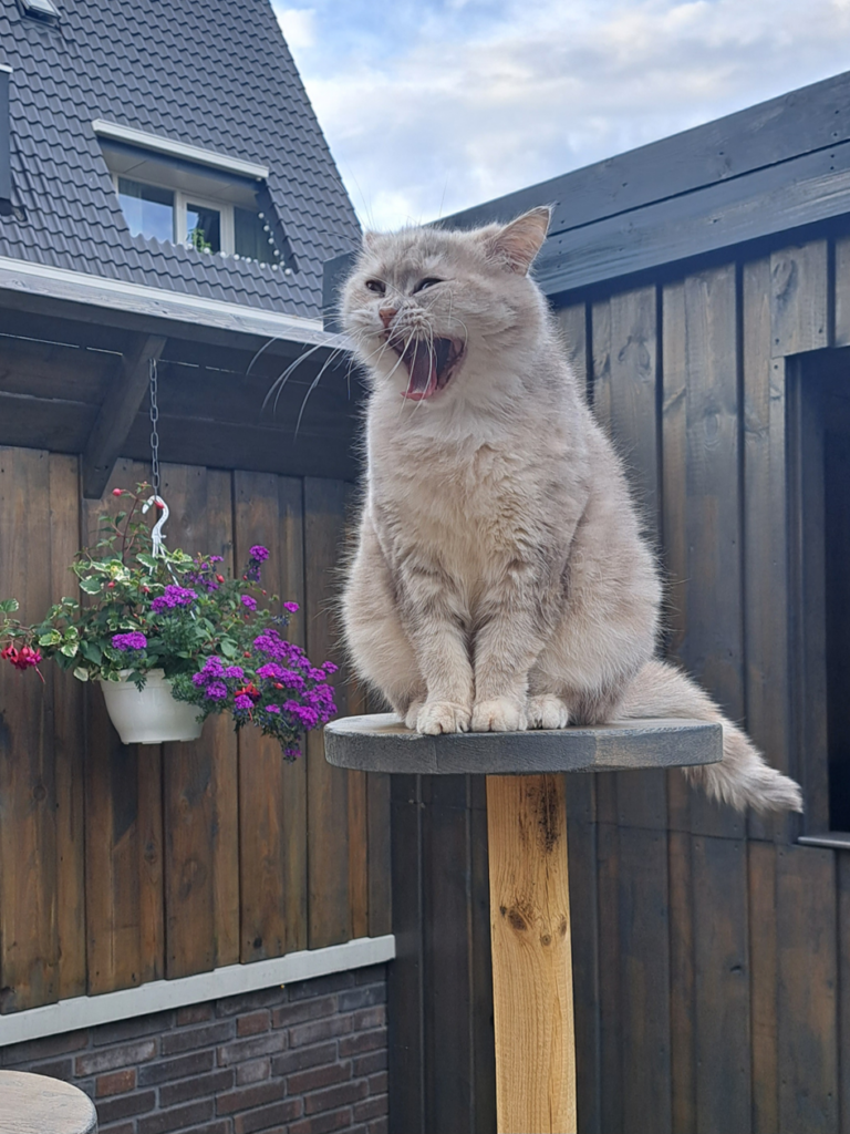 Cat on a cat tree
