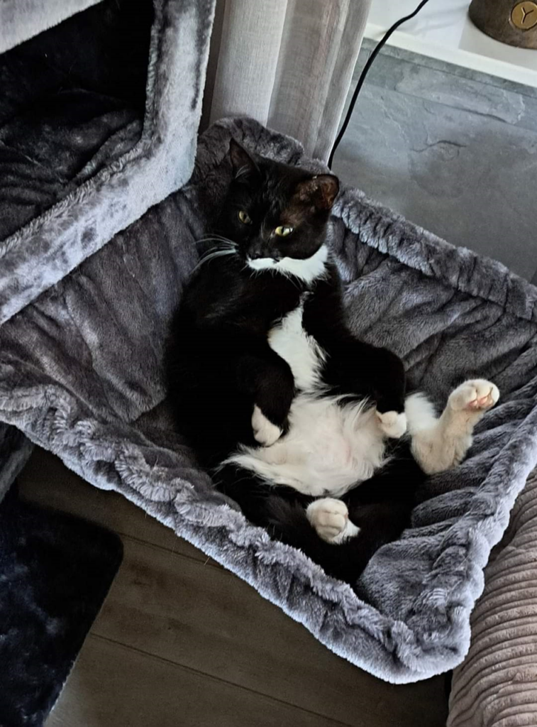 Cat lying in a Petrebels cat tree