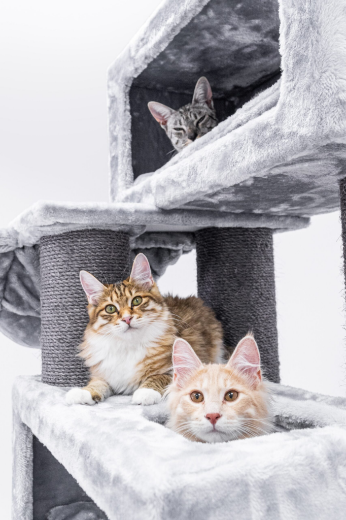 cats in petrebels cat trees