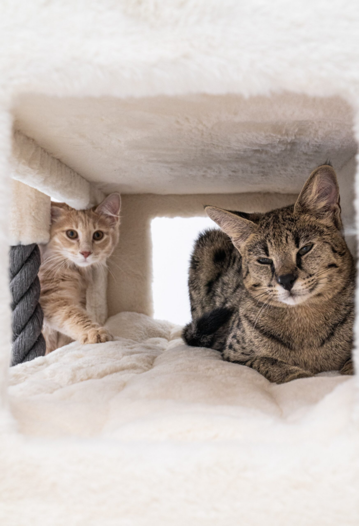 two cats in petrebels cat tree