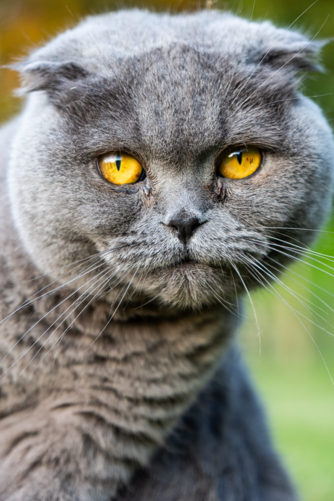 Scottish fold with yellow eyes