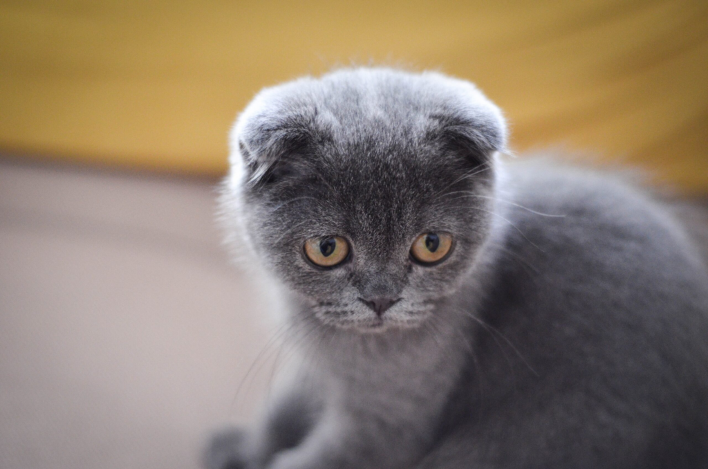 Scottish Fold kitten