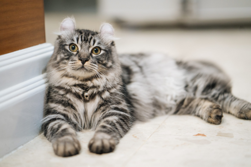 american curl looking in the camera