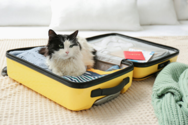 cat in suitcase