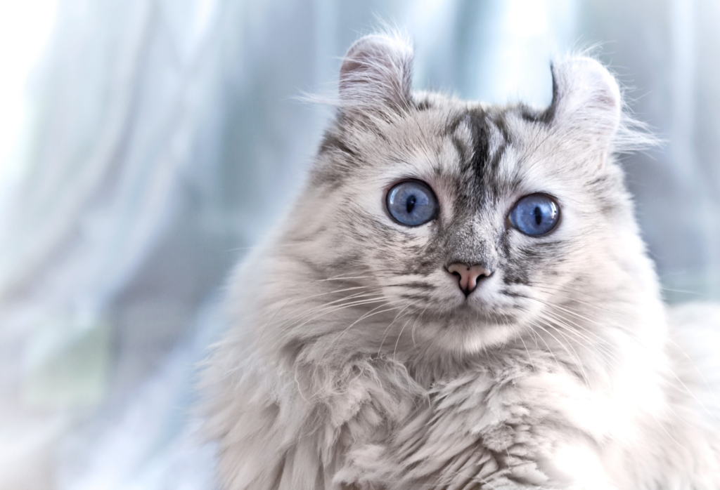 american curl with blue eyes