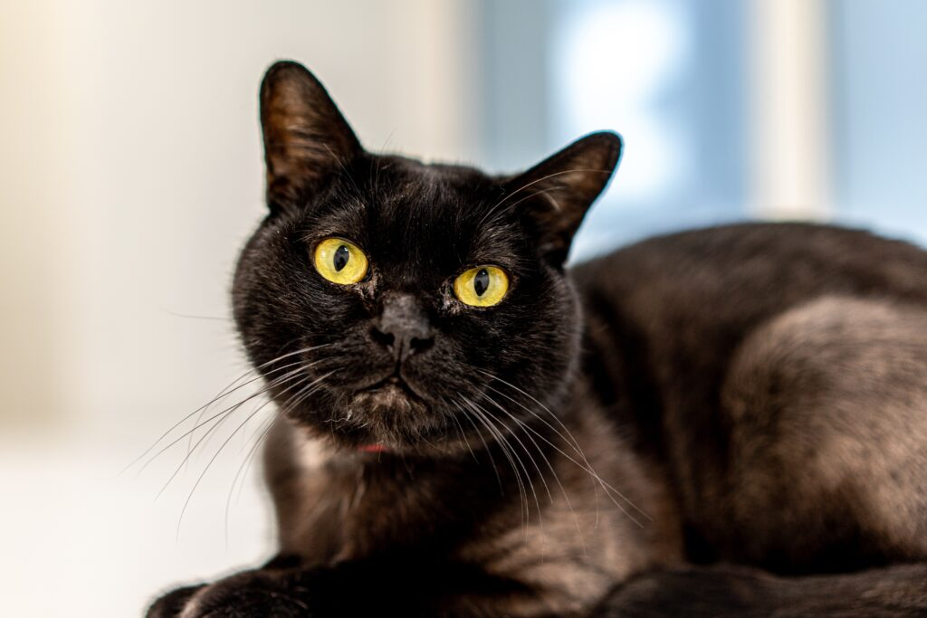 Mini panther or purebred Read all about the Bombay Petrebels