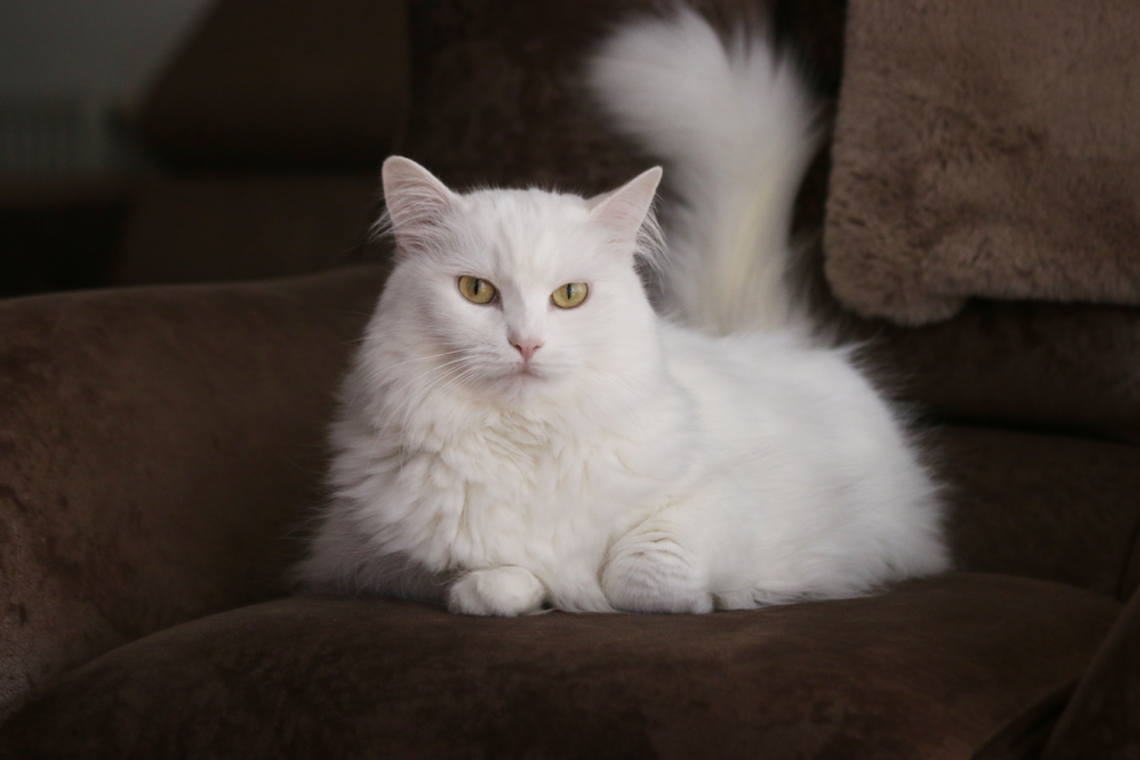 White Angora with yellow eyes