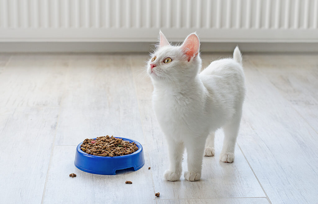 Turkish Angora kitten