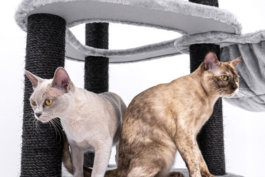 two Burmese cats in Cat Tree petrebels