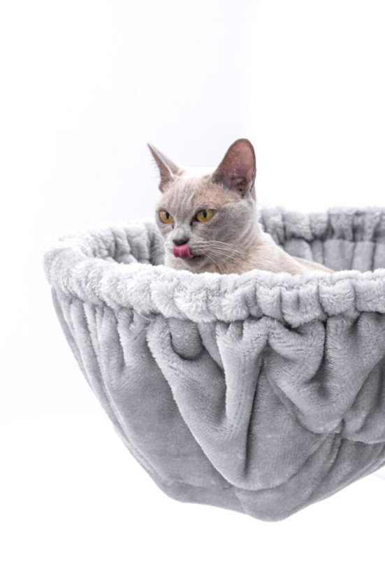 Burmese in a Petrebels hammock
