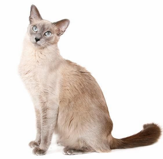 Tonkinese with a white background