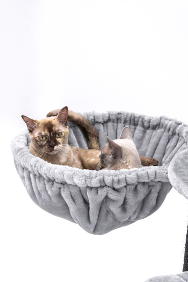 two cats in hammock