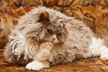 Selkirk Rex