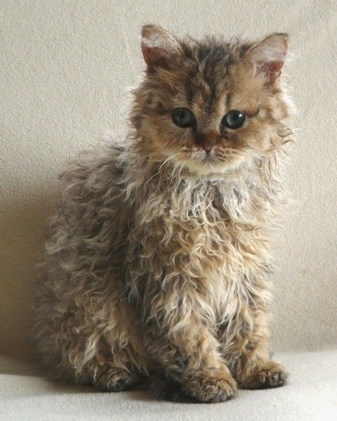 Selkirk Rex kitten